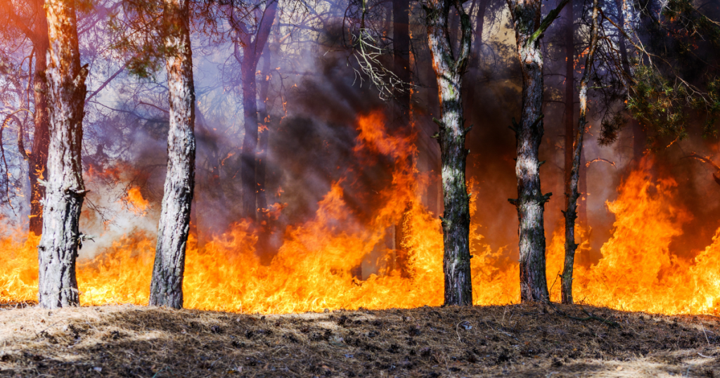 wildfire